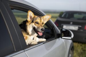 trasporto di animali